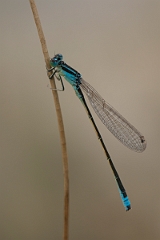 David Plant Photography - Wildlife Photography - Scarce blue-tailed damselfly - G